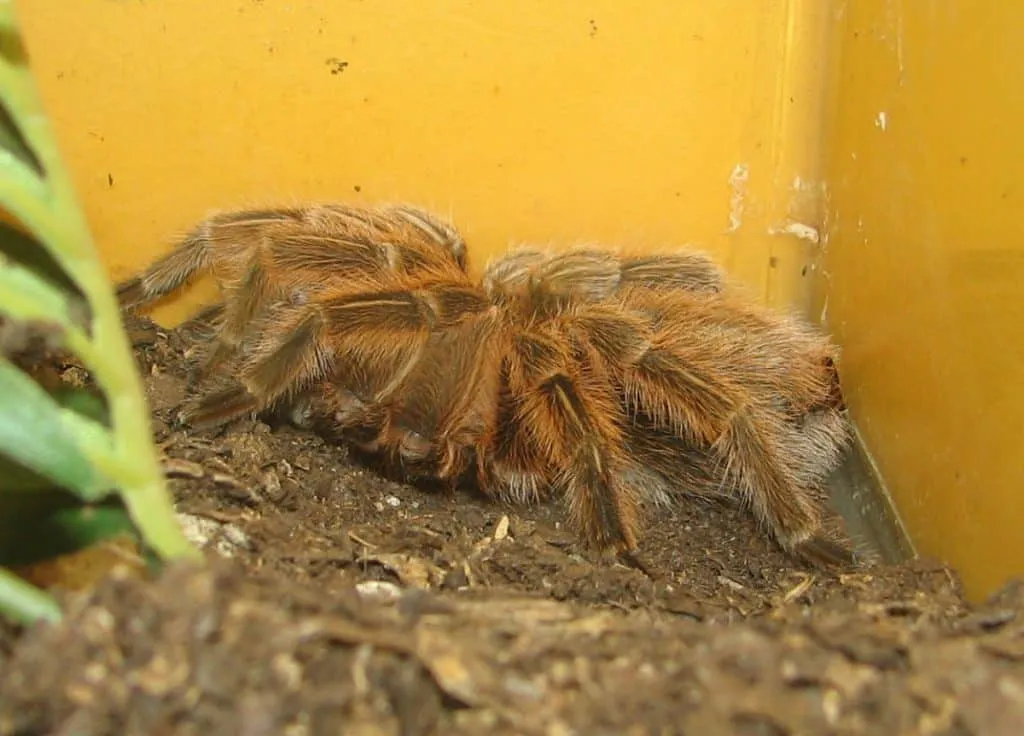 23793 rose hair tarantula enclosure