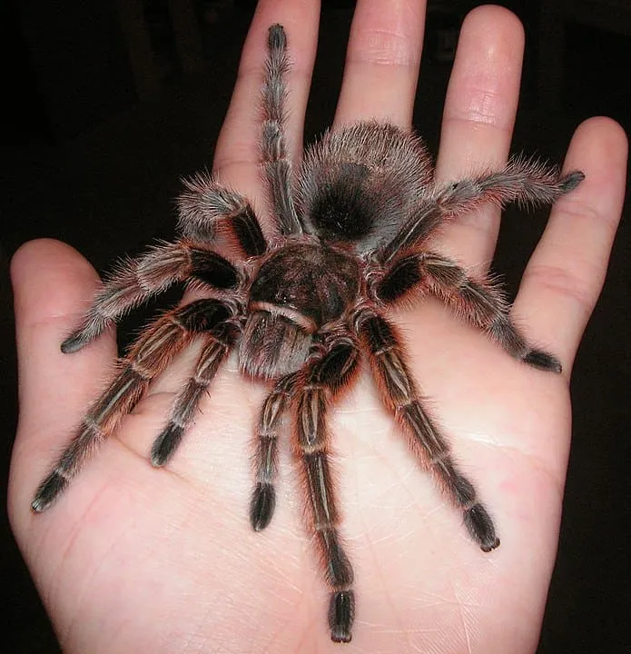23793 rose hair tarantula for sale uk 1