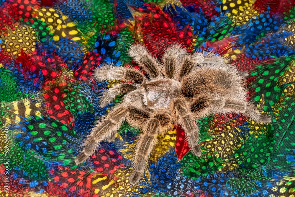 23793 rose hair tarantula handling