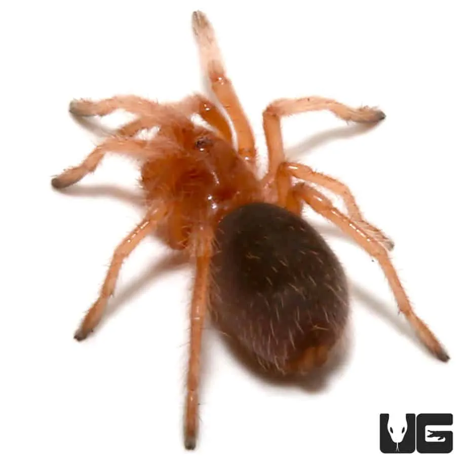 /img/23793-rose-hair-tarantula-uk-2.webp