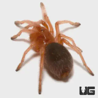 /img/23793-rose-hair-tarantula-uk-2.webp