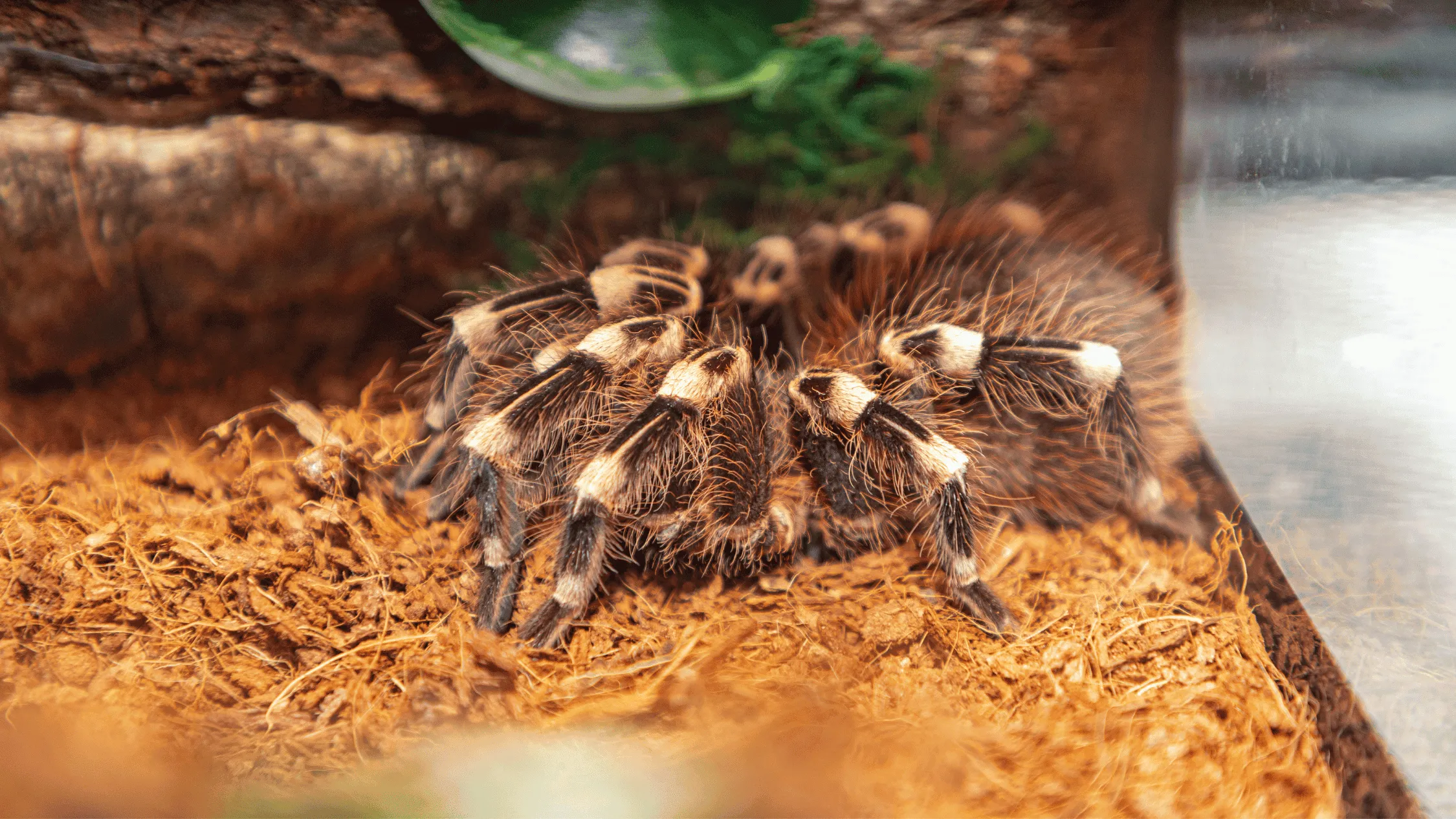 23795 tarantula pet picture background