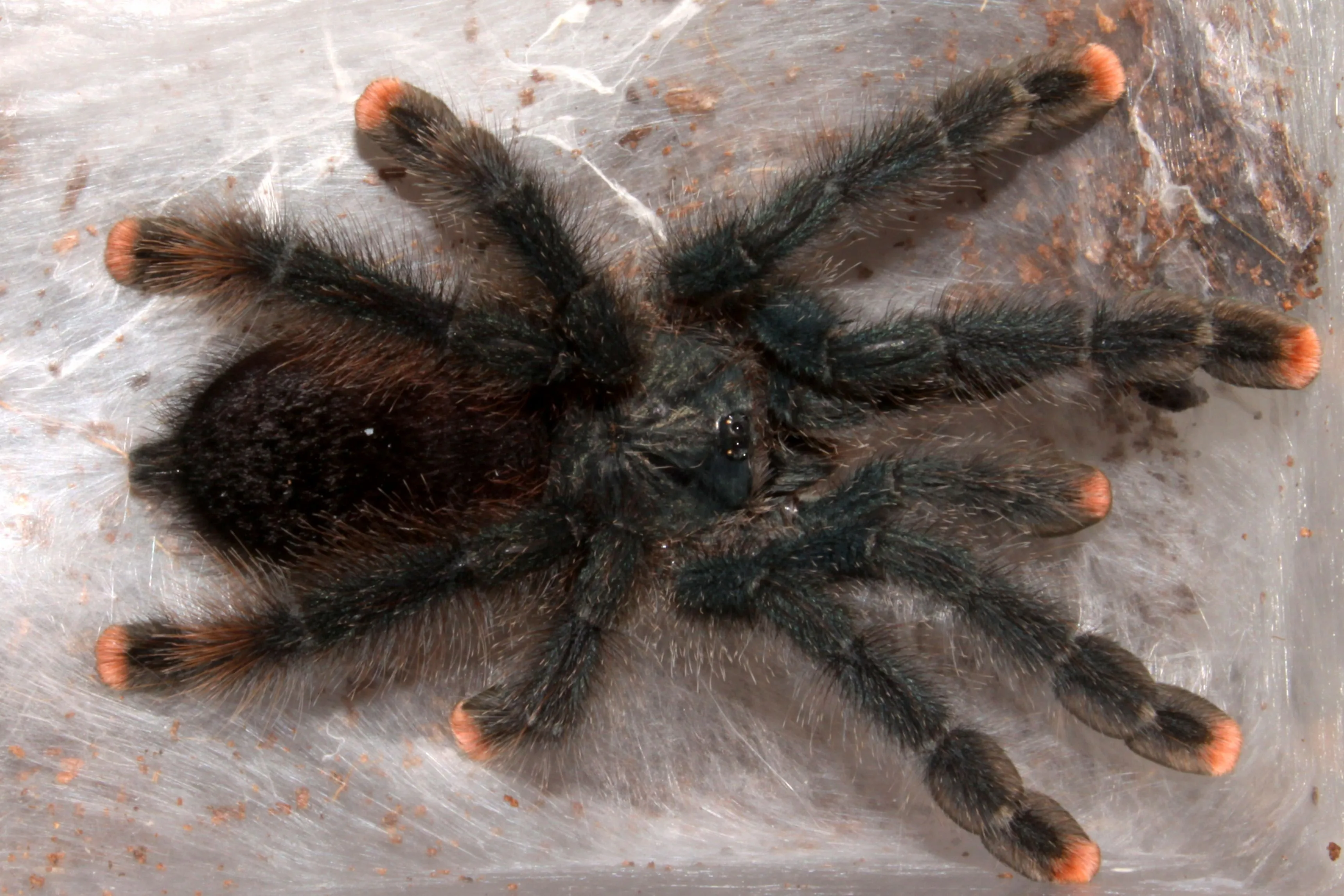 23795 tarantula pet picture editing