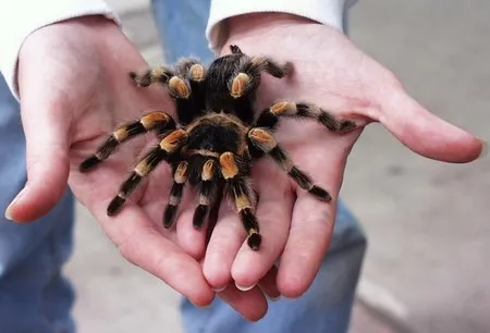 23795 tarantula pet picture equipment