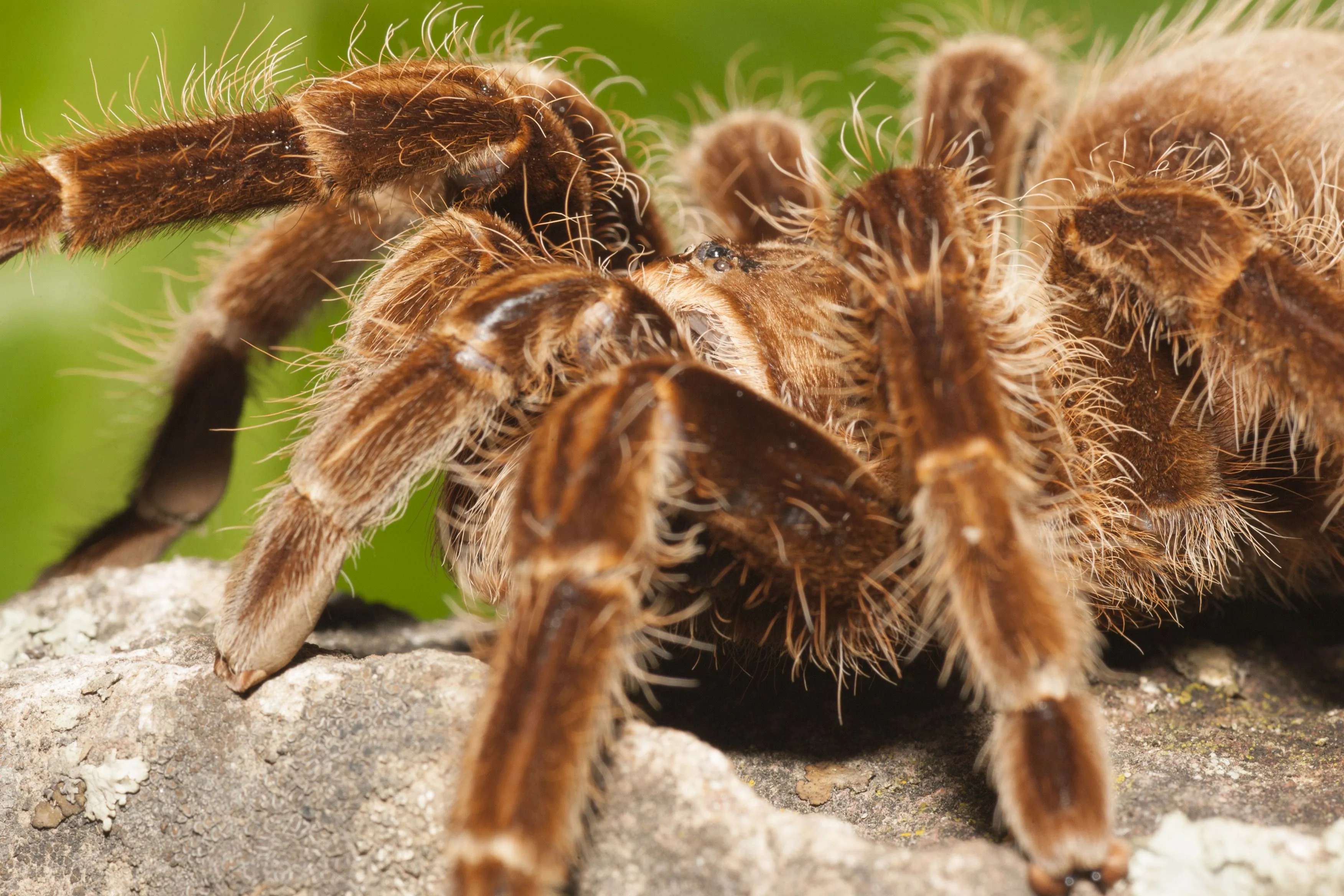 23795 tarantula pet picture focus