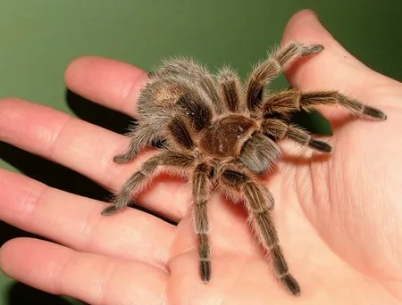 23795 tarantula pet picture lighting