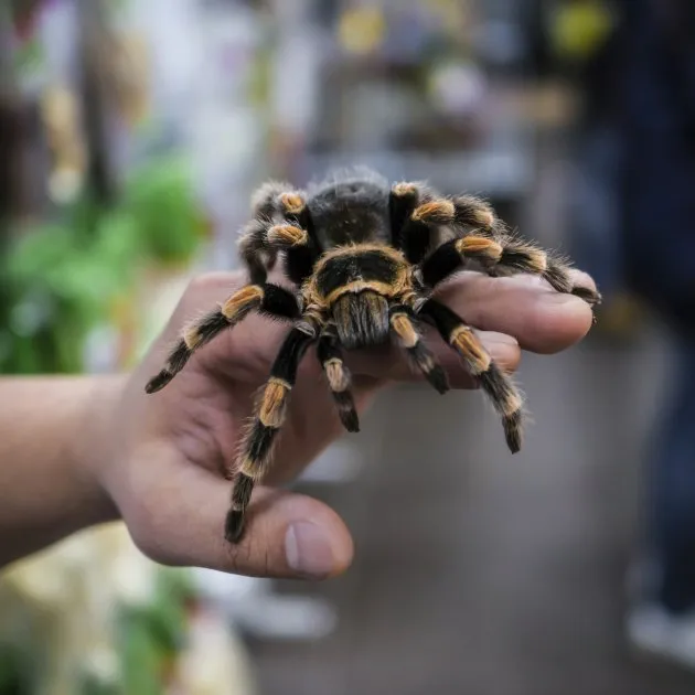 23795 tarantula pet picture posing