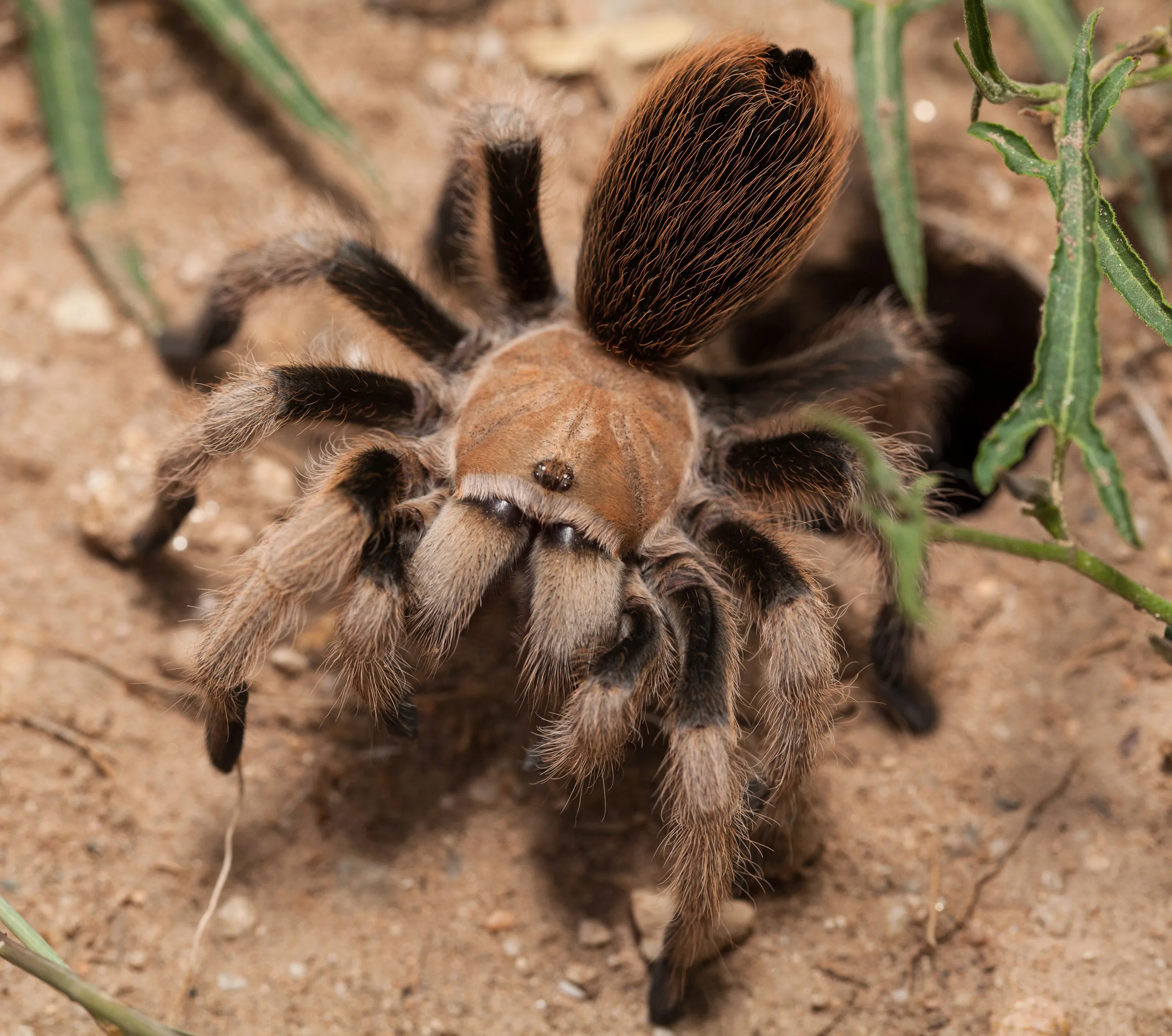 /img/23795-tarantula-pet-picture-sharing.webp