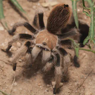 /img/23795-tarantula-pet-picture-sharing.webp