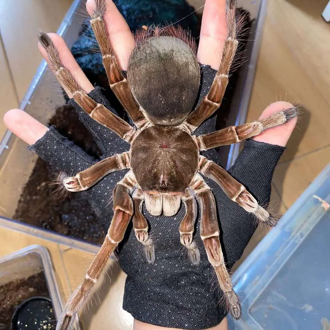 23796 goliath birdeater feeding