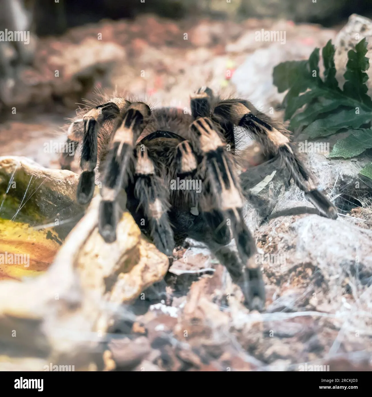 23796 goliath birdeater habitat