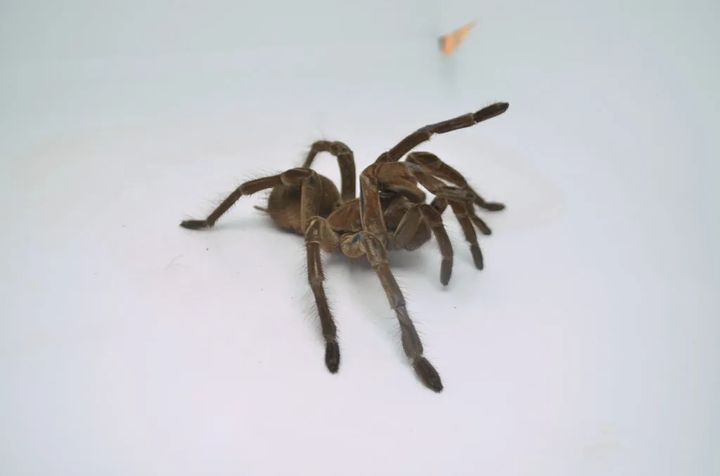 23796 goliath birdeater molting