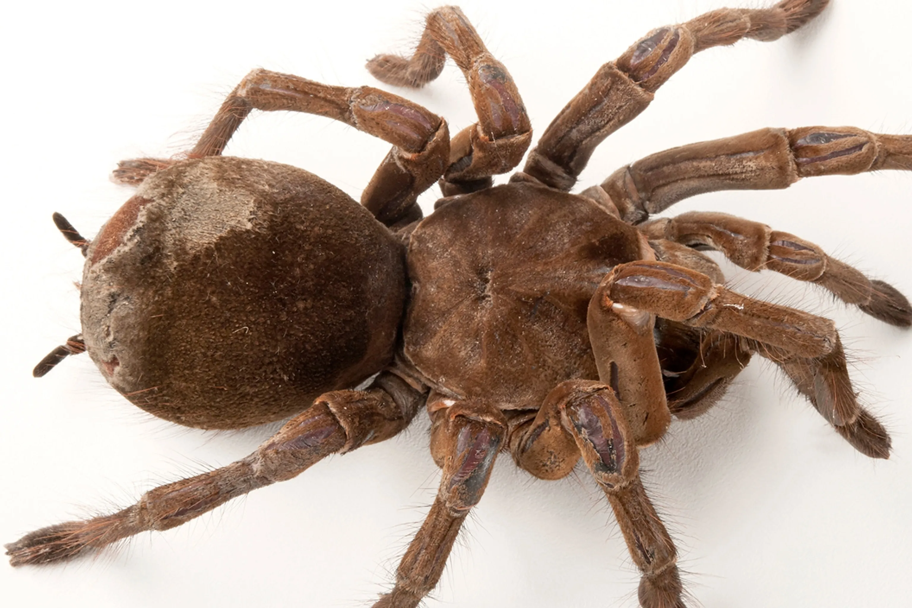 /img/23796-goliath-birdeater-pet.webp