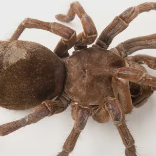 /img/23796-goliath-birdeater-pet.webp