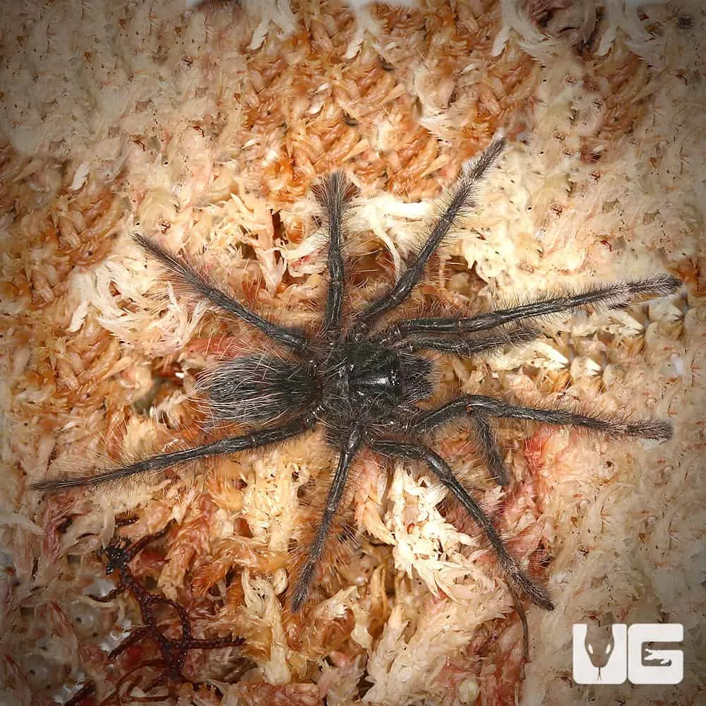 23796 goliath birdeater size comparison