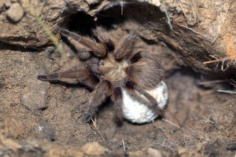 23797 feeding spiderlings