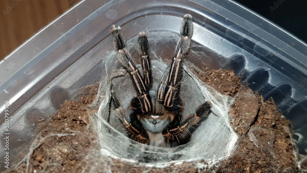 23797 tarantula egg sack