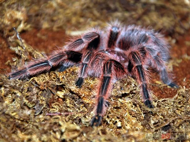 23798 chilean rose tarantula feeding