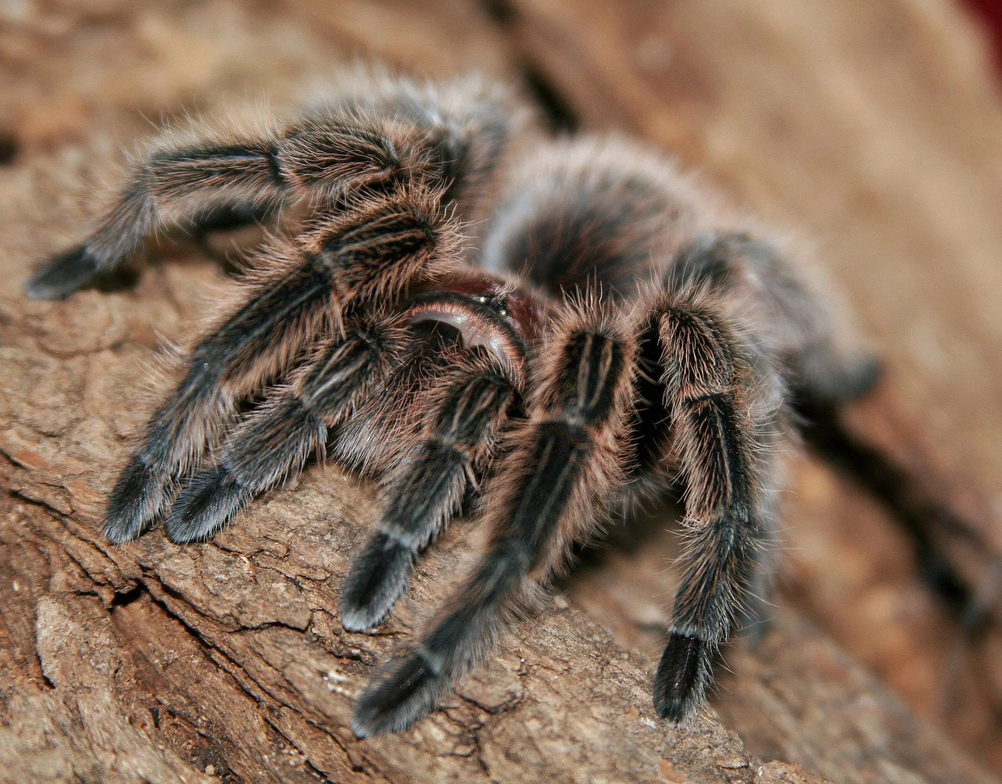 /img/23798-chilean-rose-tarantula-molting.webp