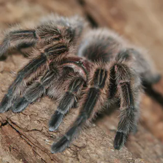 /img/23798-chilean-rose-tarantula-molting.webp