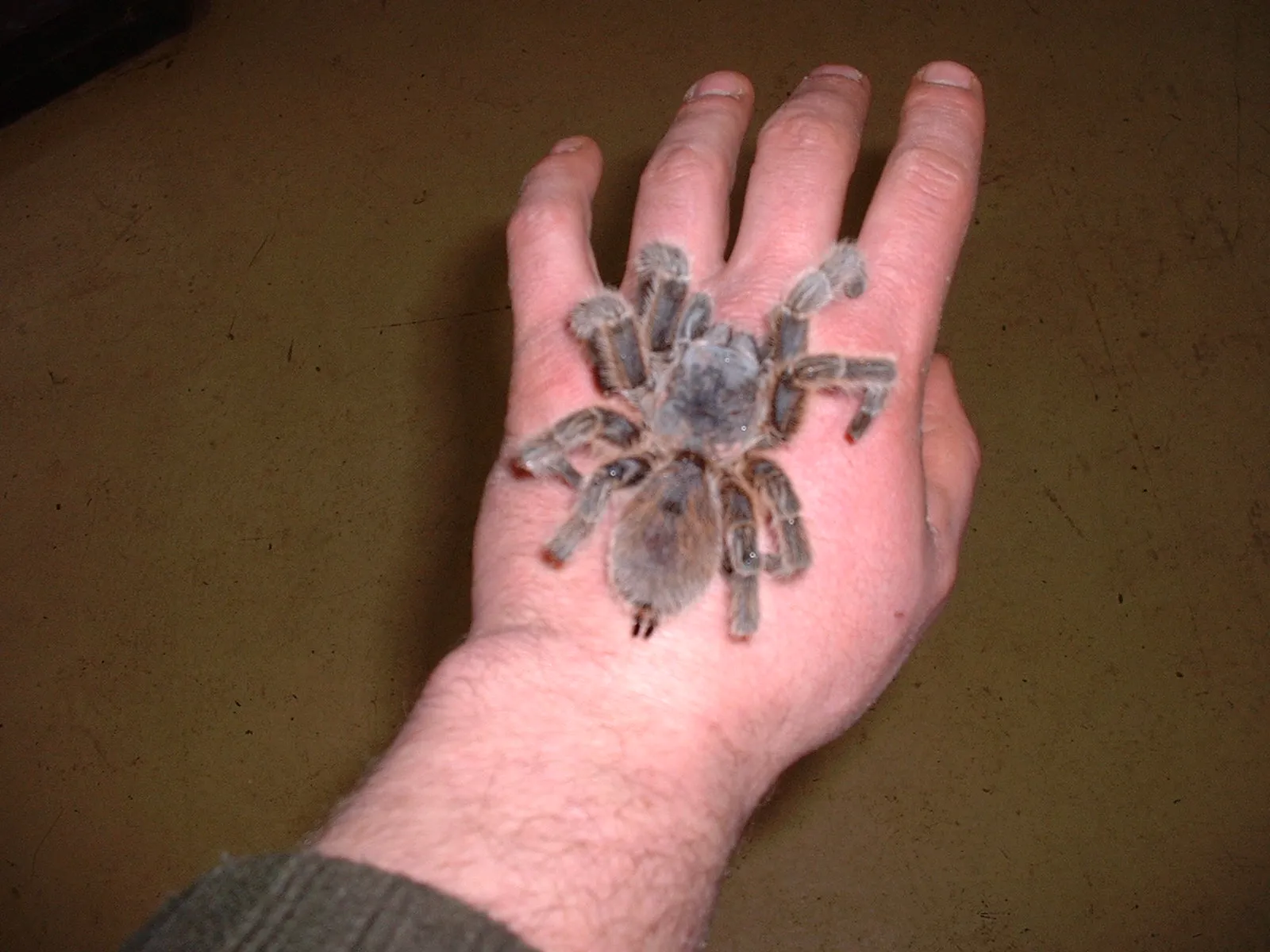 23798 chilean rose tarantula temperature