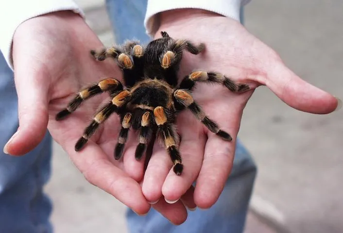 23799 mexican red knee tarantula image3