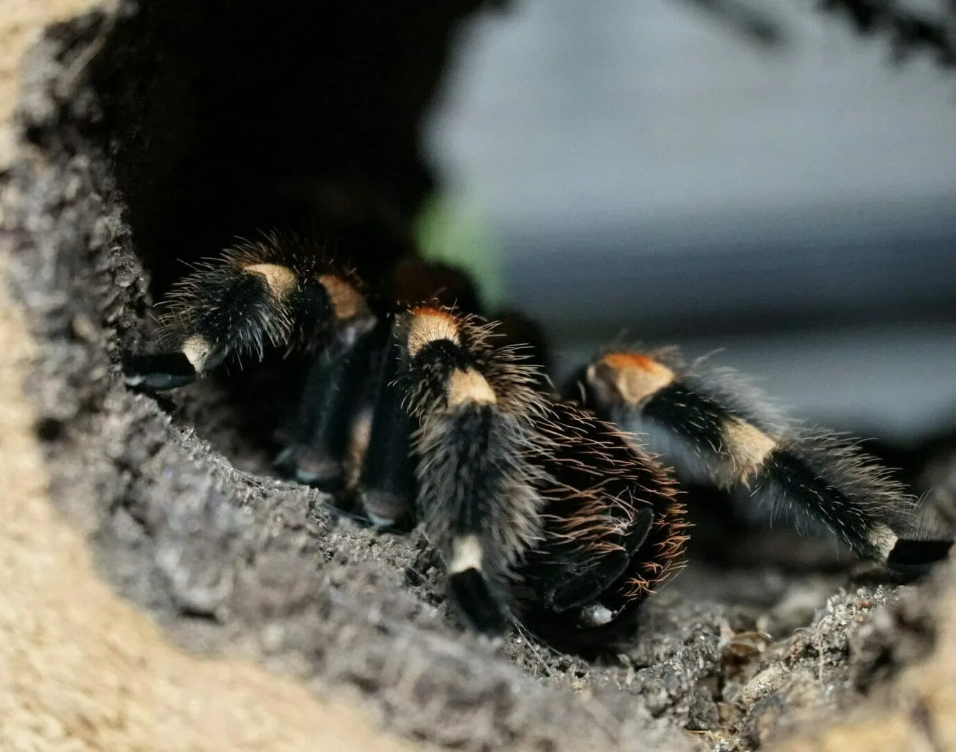 23799 mexican red knee tarantula image4