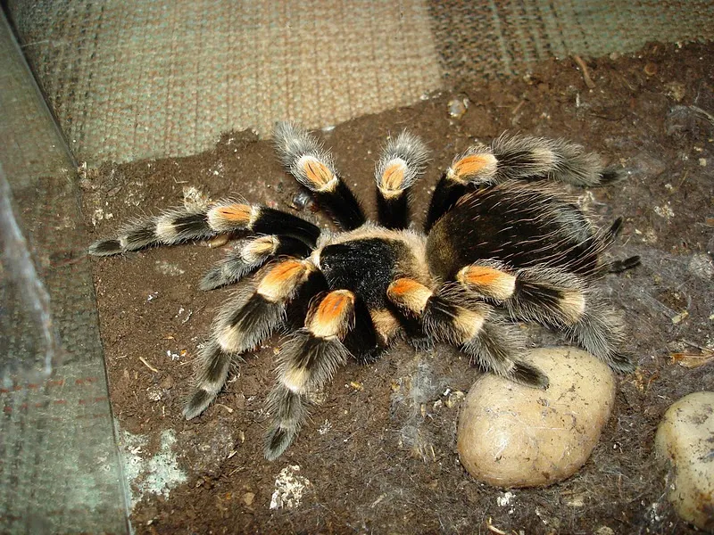 23799 mexican red knee tarantula image5
