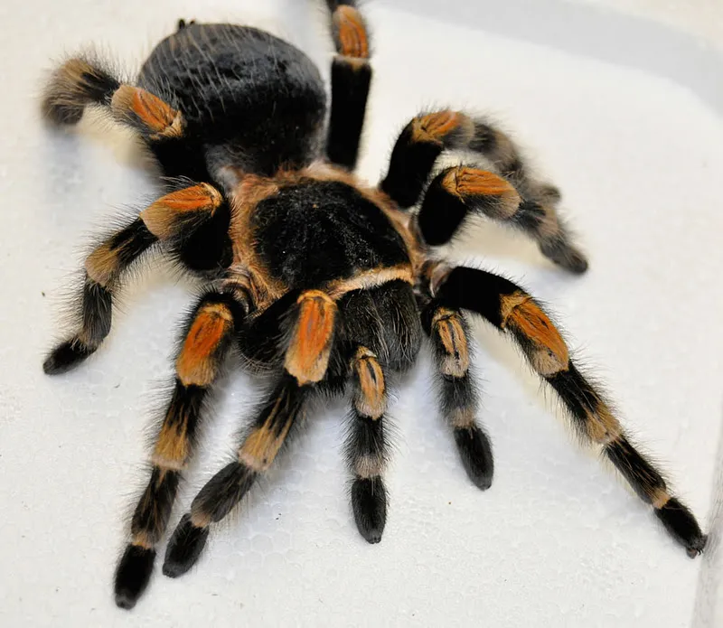 23799 mexican red knee tarantula image6