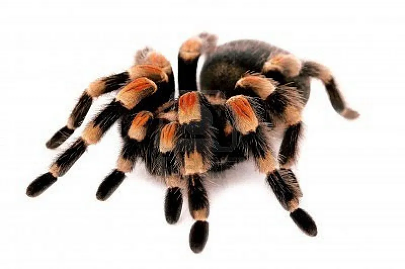 /img/23799-mexican-red-knee-tarantula-image7.webp