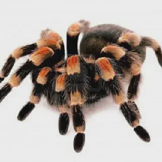 /img/23799-mexican-red-knee-tarantula-image7.webp