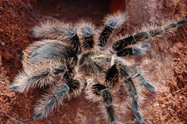23802 tarantula cleaning