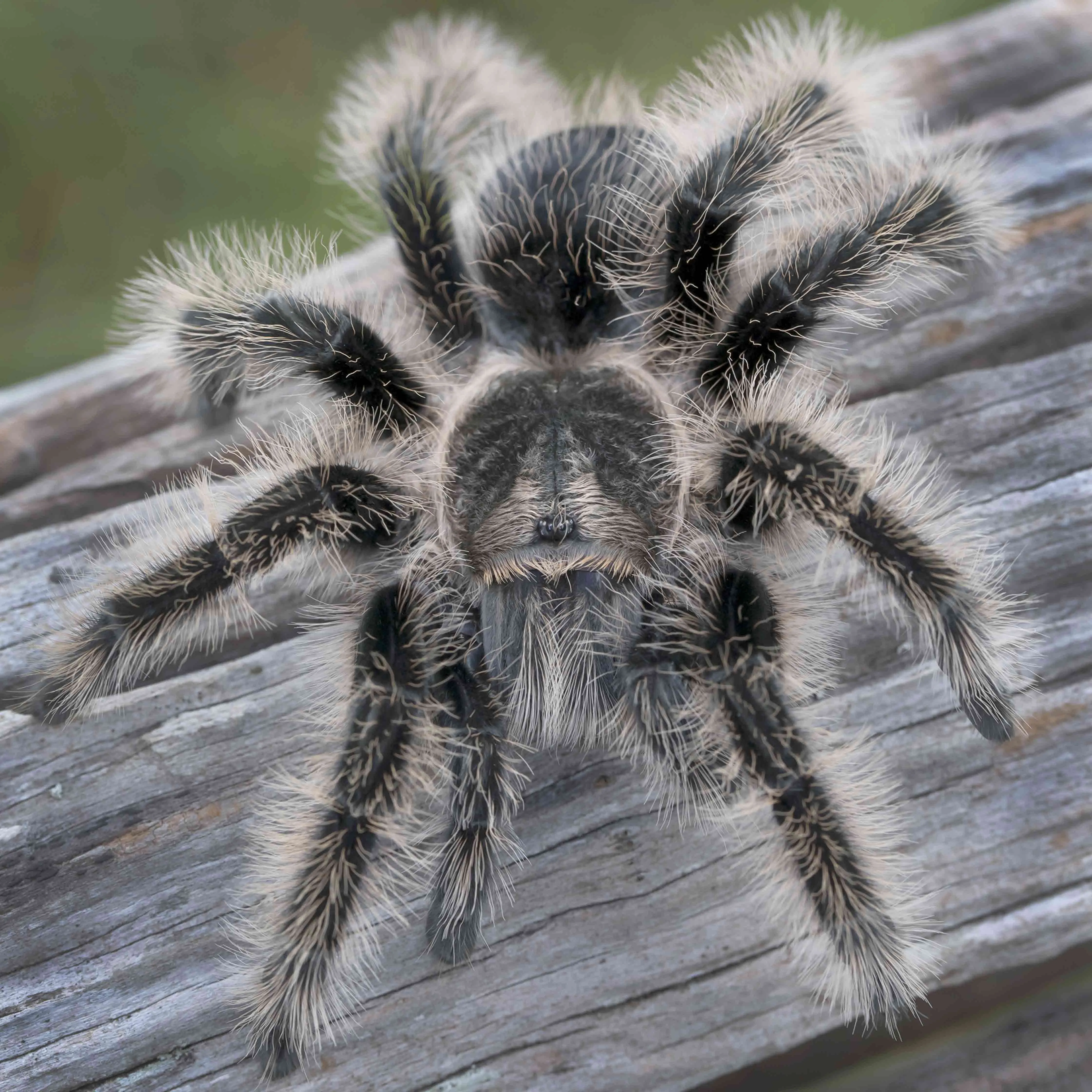23802 tarantula eye irritation