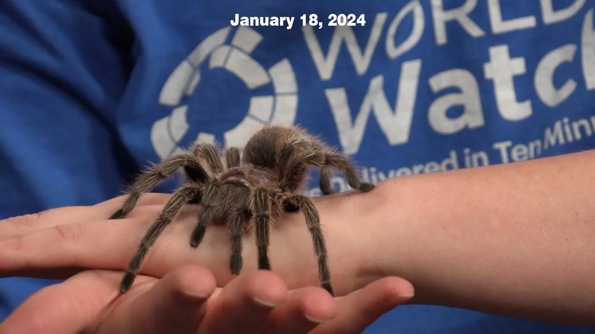 23802 tarantula protective gear