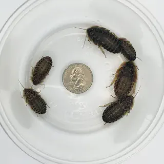 /img/23802-tarantula-skin-irritation.webp