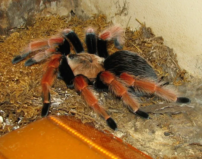 23803 tarantula chinese 5