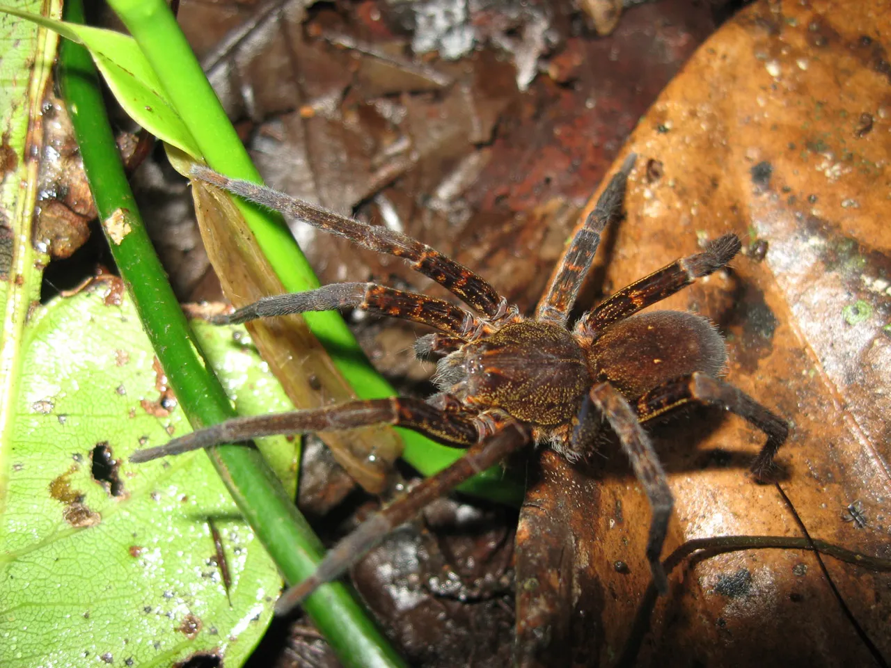 23803 tarantula chinese 6