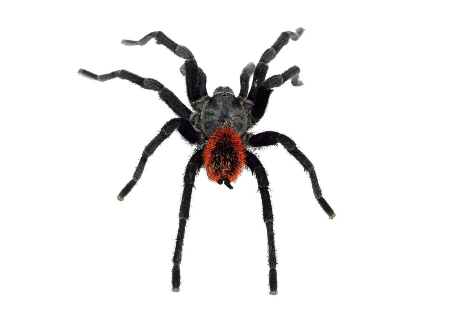 /img/23803-tarantula-chinese-7.webp