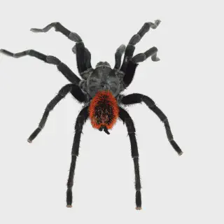 /img/23803-tarantula-chinese-7.webp