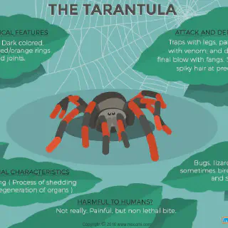 /img/23805-tarantula-close-up.webp