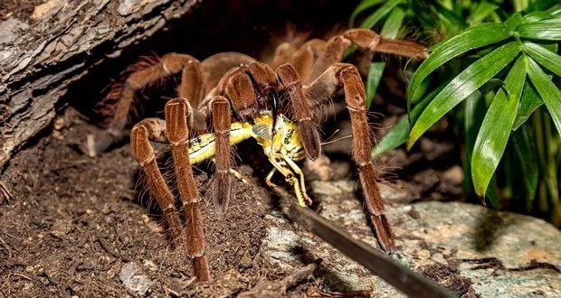23805 tarantula lifecycle