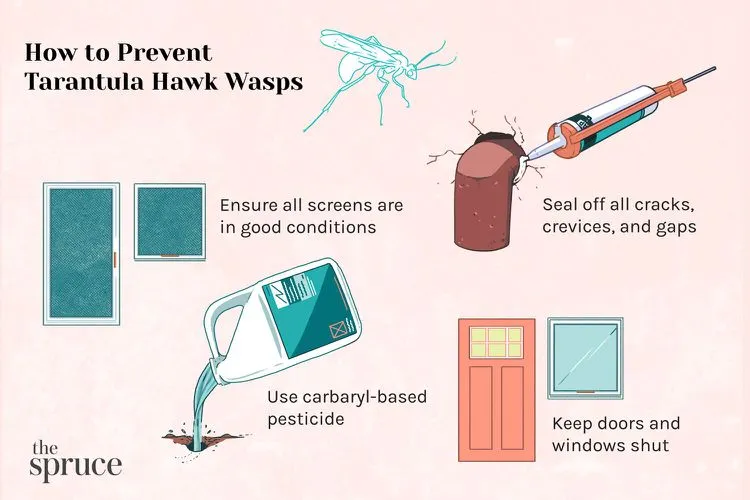 23809 tarantula wasp first aid