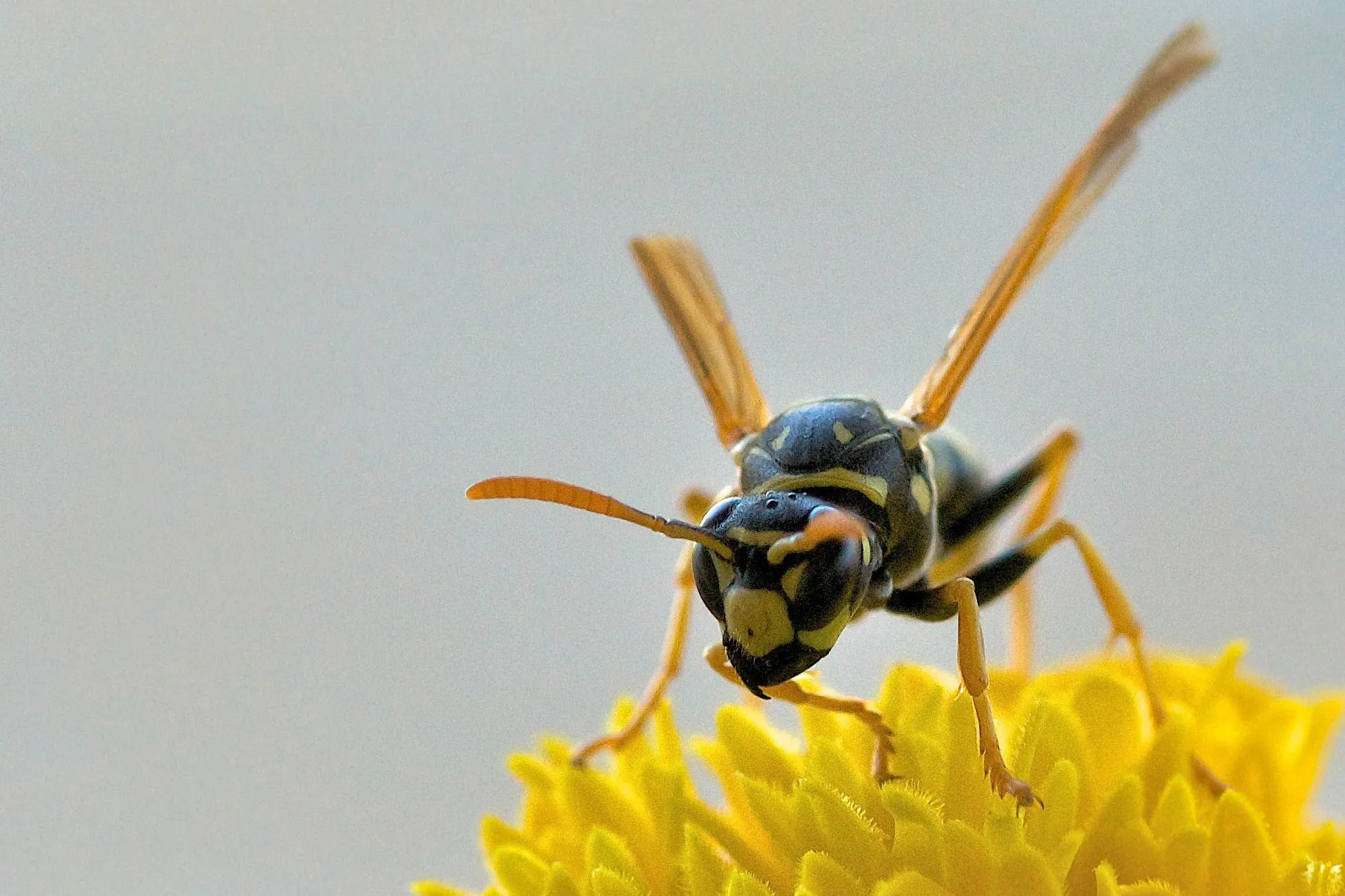 /img/23809-tarantula-wasp-identifying.webp