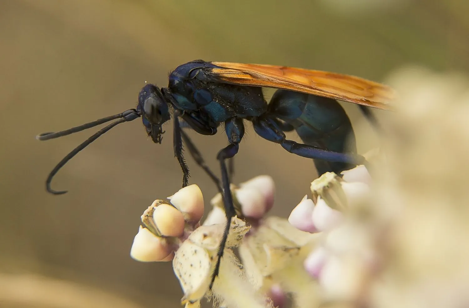 23809 tarantula wasp prevention
