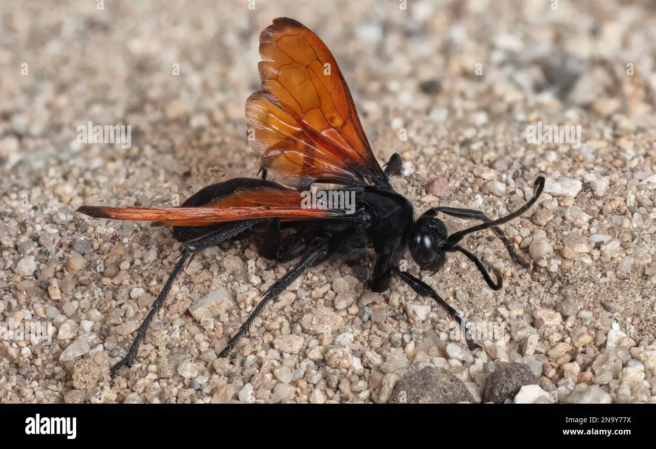 23809 tarantula wasp sting pain