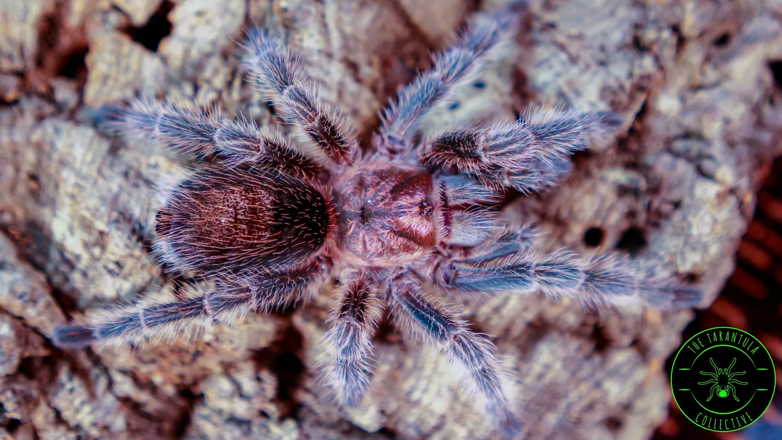 23814 darlingi tarantula breeding