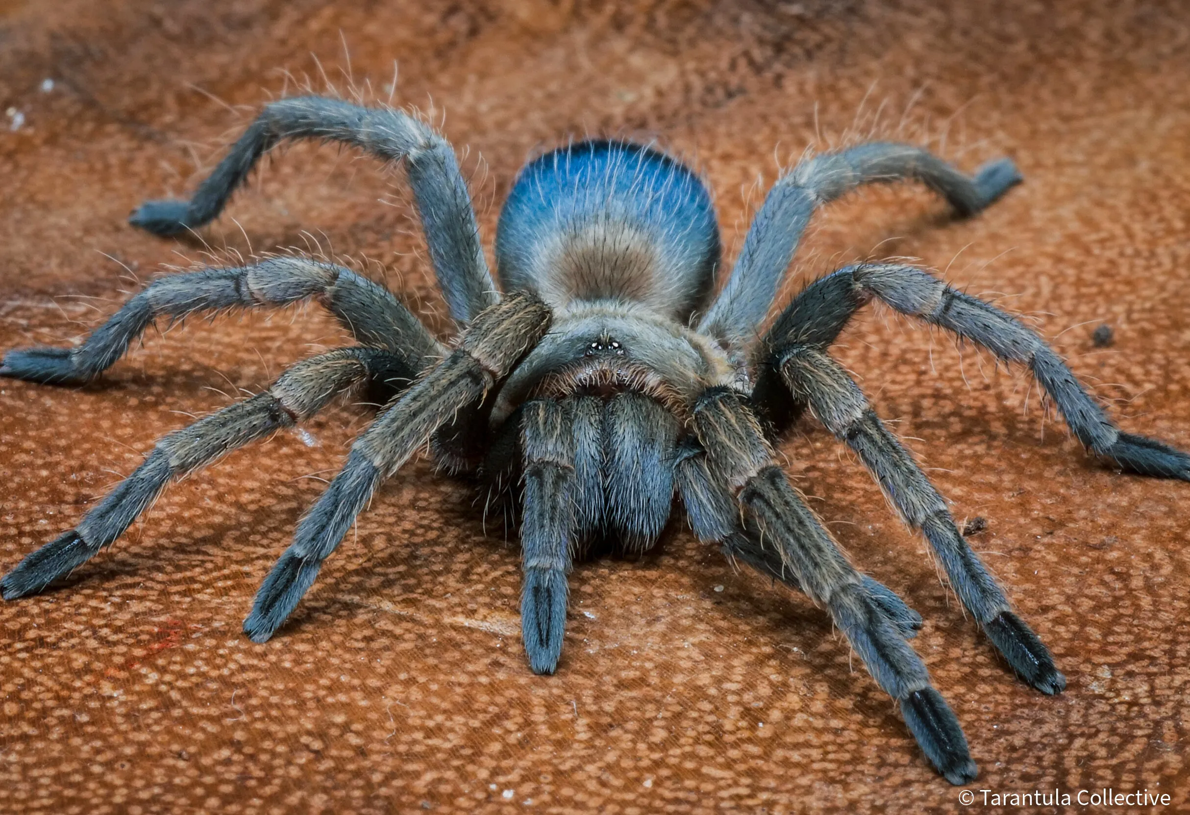 /img/23814-darlingi-tarantula-handling.webp