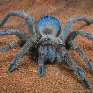 /img/23814-darlingi-tarantula-handling.webp