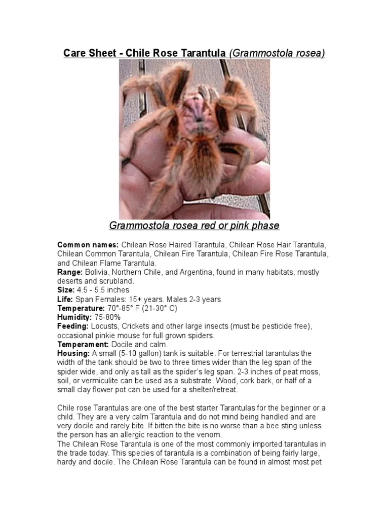 23814 darlingi tarantula health check