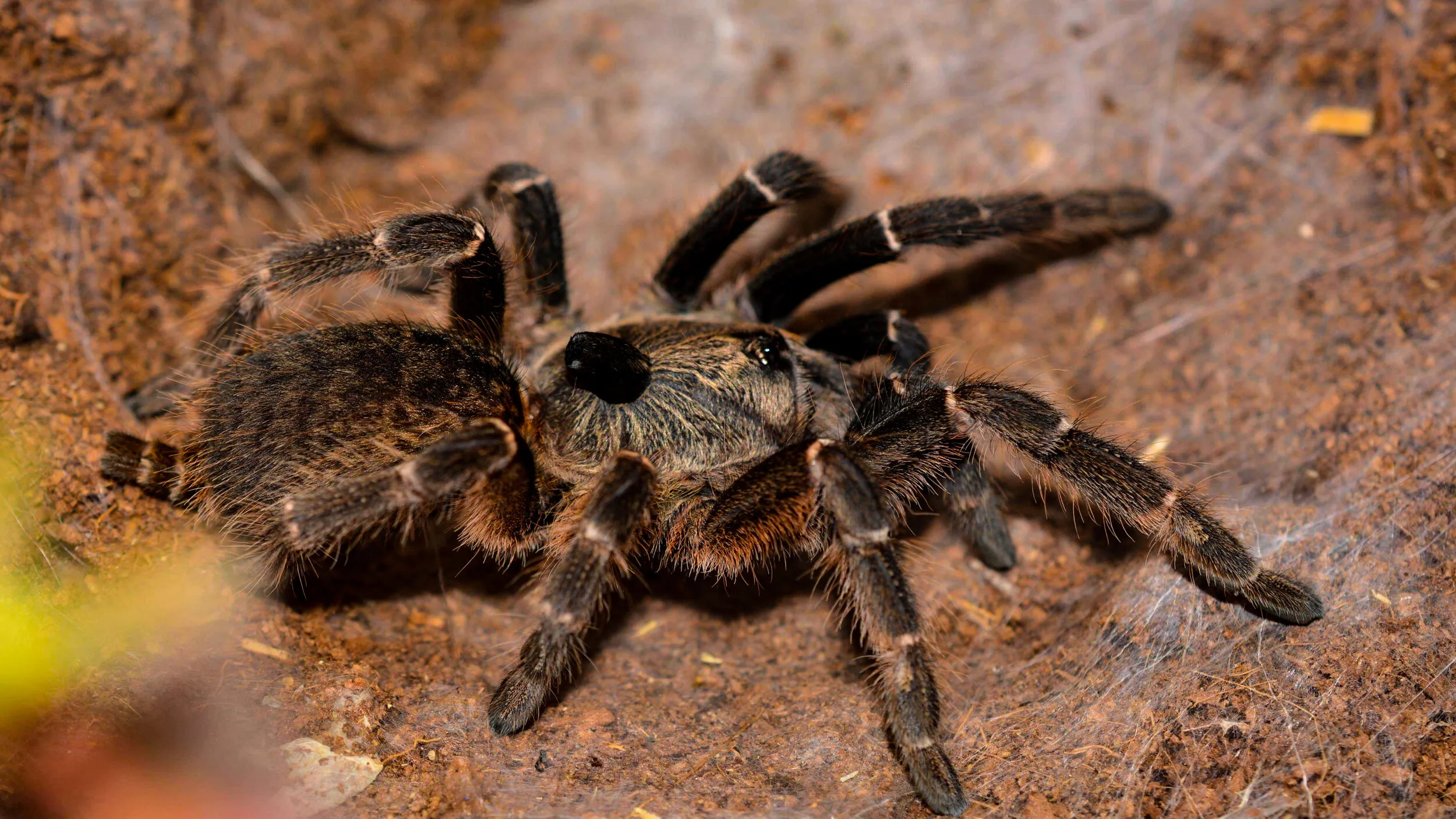 23814 tarantula enclosure setup